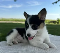 Marina, a female Pembroke Welsh Corgi for sale in Sullivan, IL – 2 of 6