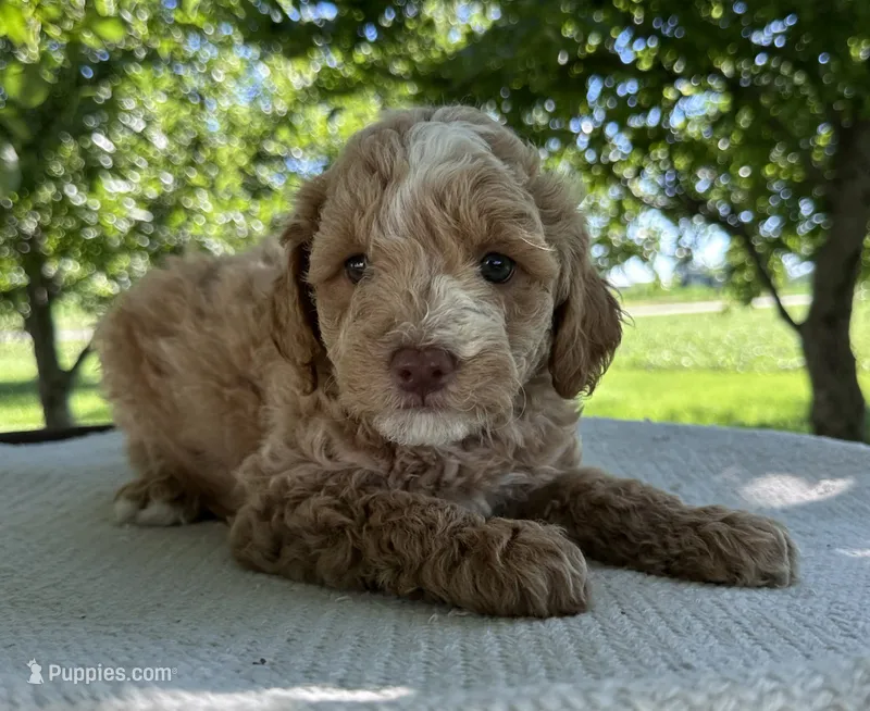 Sky – Miniature Goldendoodle puppy for sale in Sullivan, IL