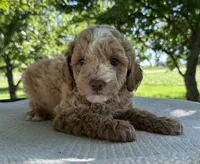 Sky, a male Miniature Goldendoodle for sale in Sullivan, IL – 1 of 6