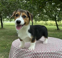 Autumn, a female Pembroke Welsh Corgi for sale in Sullivan, IL – 4 of 5