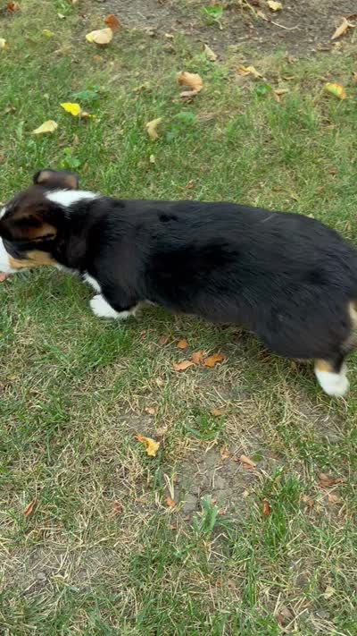 Wyatt, a male Pembroke Welsh Corgi for sale in Sullivan, IL – 5 of 5