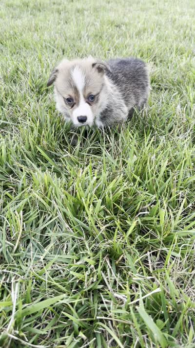 West, a male Pembroke Welsh Corgi for sale in Sullivan, IL – 5 of 5