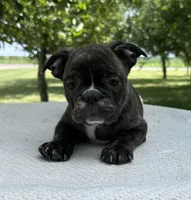 Ian, a male Frenchton for sale in Sullivan, IL – 2 of 4