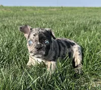 Maple, a female Frenchton for sale in Sullivan, IL – 4 of 4