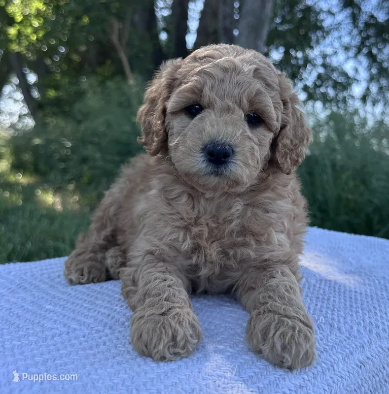 India – Miniature Goldendoodle puppy for sale in Sullivan, IL