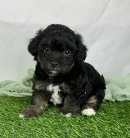 Avani, a female Havapoo for sale in Sullivan, IL – Photo 2 of 4