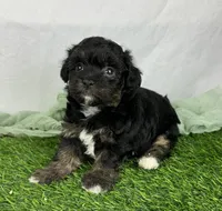 Avani, a female Havapoo for sale in Sullivan, IL – Photo 4 of 4