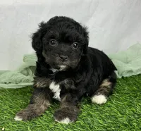 Avani, a female Havapoo for sale in Sullivan, IL – Photo 1 of 4