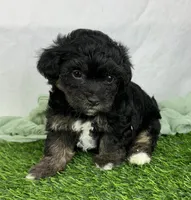 Avani, a female Havapoo for sale in Sullivan, IL – Photo 3 of 4