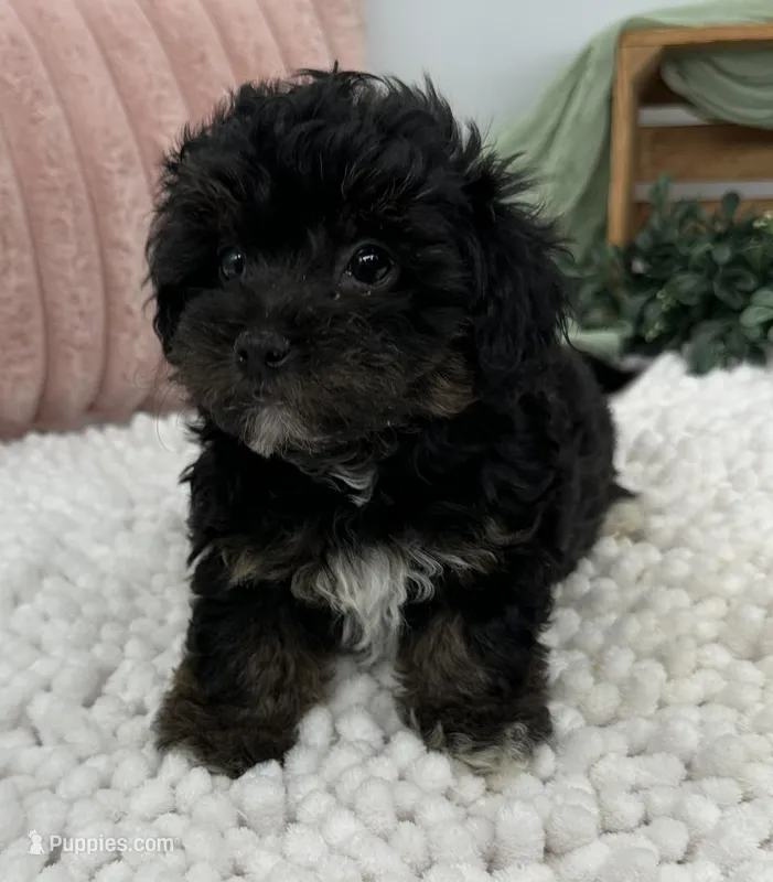 Avani – Havapoo puppy for sale in Sullivan, IL