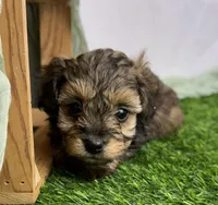 Ravi, a male Havapoo for sale in Sullivan, IL – Photo 1 of 5