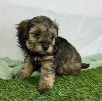 Ravi, a male Havapoo for sale in Sullivan, IL – Photo 3 of 5