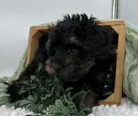 Ravi, a male Havapoo for sale in Sullivan, IL – Photo 3 of 3