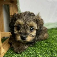 Ravi, a male Havapoo for sale in Sullivan, IL – Photo 5 of 5