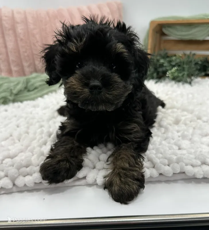 Ravi – Havapoo puppy for sale in Sullivan, IL