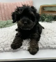 Ravi, a male Havapoo for sale in Sullivan, IL – Photo 1 of 3