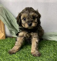 Ravi, a male Havapoo for sale in Sullivan, IL – Photo 2 of 5