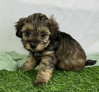 Ravi, a male Havapoo for sale in Sullivan, IL – Photo 4 of 5