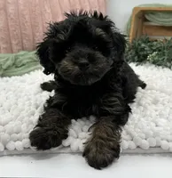 Ravi, a male Havapoo for sale in Sullivan, IL – Photo 2 of 3