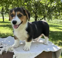 Autumn, a female Pembroke Welsh Corgi for sale in Sullivan, IL – 3 of 5
