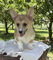 Ali, a female Pembroke Welsh Corgi for sale in Sullivan, IL – 3 of 5