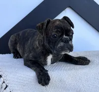 Ian, a male Frenchton for sale in Sullivan, IL – 3 of 5