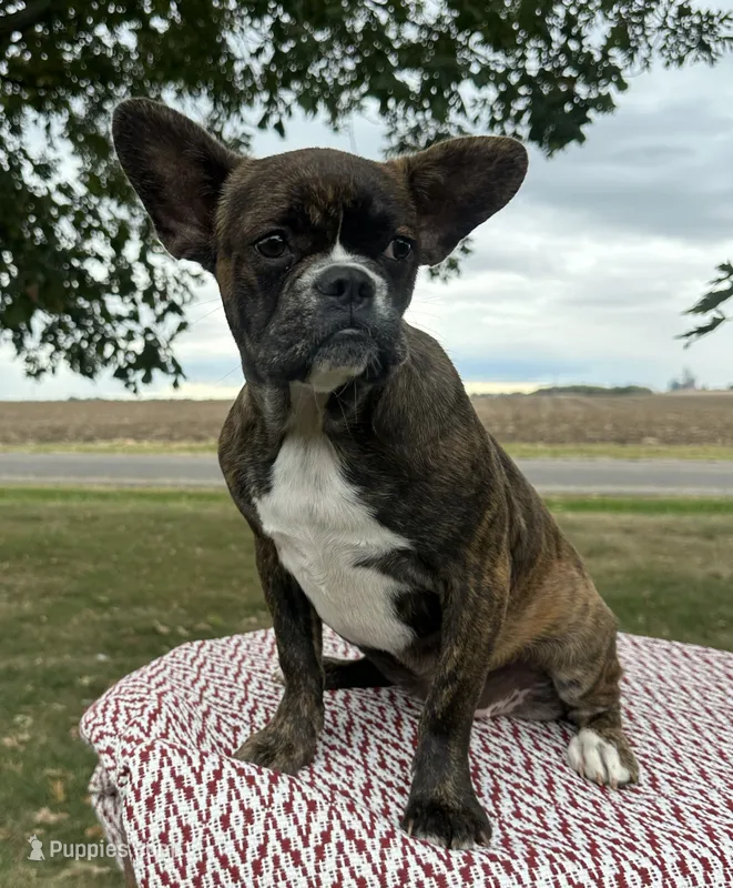 Aniya – Frenchton puppy for sale in Sullivan, IL