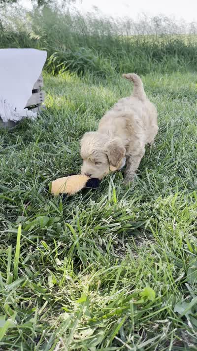 Rosenthal, a male Miniature Goldendoodle for sale in Sullivan, IL – 4 of 4
