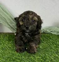 Aria , a female Havapoo for sale in Sullivan, IL – Photo 2 of 4