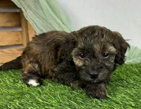 Aria , a female Havapoo for sale in Sullivan, IL – Photo 4 of 4