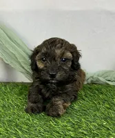 Aria , a female Havapoo for sale in Sullivan, IL – Photo 3 of 4