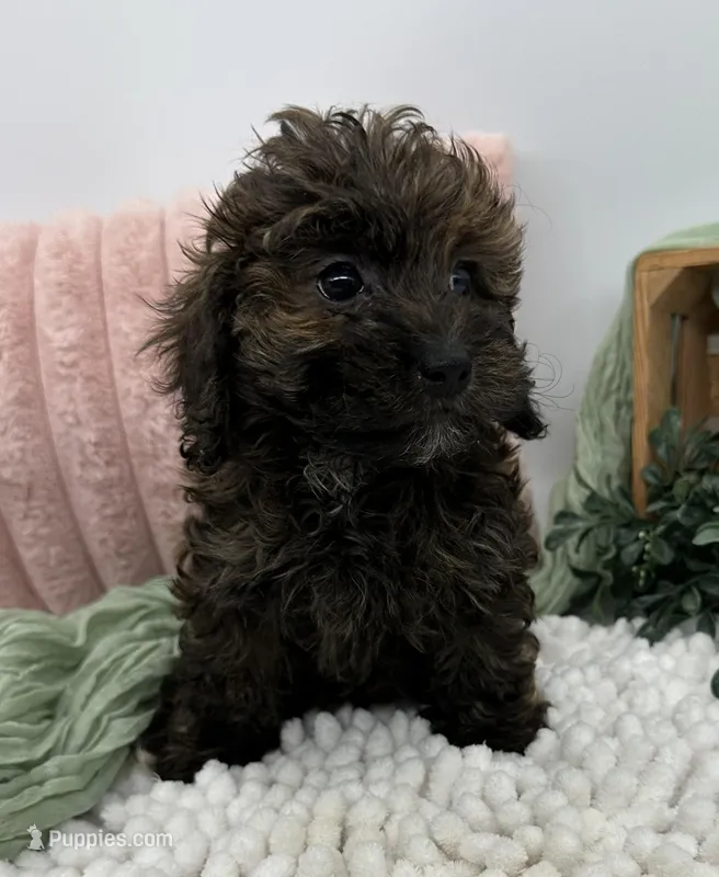 Aria  – Havapoo puppy for sale in Sullivan, IL