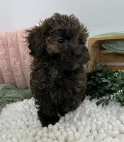 Aria , a female Havapoo for sale in Sullivan, IL – Photo 3 of 3