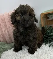 Aria , a female Havapoo for sale in Sullivan, IL – Photo 2 of 3