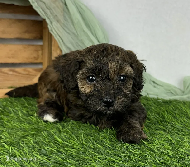 Aria  – Havapoo puppy for sale in Sullivan, IL