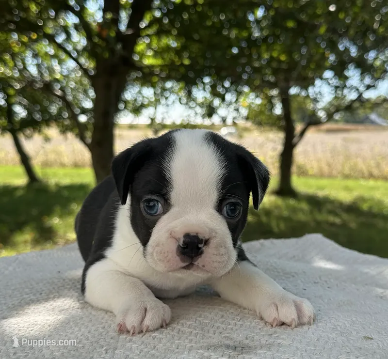 Felix – Boston Terrier puppy for sale in Sullivan, IL