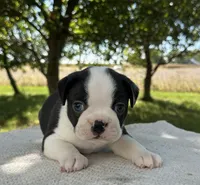 Felix, a male Boston Terrier for sale in Sullivan, IL – 1 of 4