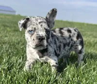 Forrest, a male Frenchton for sale in Sullivan, IL – 3 of 7