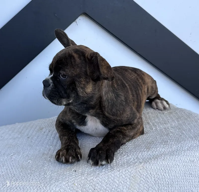Aniya – Frenchton puppy for sale in Sullivan, IL