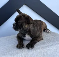 Aniya, a female Frenchton for sale in Sullivan, IL – 1 of 6