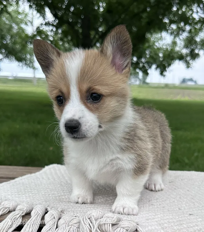 Lilac – Pembroke Welsh Corgi puppy for sale in Sullivan, IL