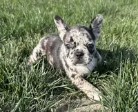 Meadow, a female Frenchton for sale in Sullivan, IL – 3 of 6