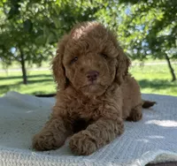 Effie , a female Miniature Goldendoodle for sale in Sullivan, IL – 2 of 4