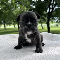 Ian, a male Frenchton for sale in Sullivan, IL – 3 of 4