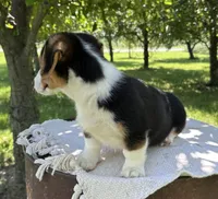 Autumn, a female Pembroke Welsh Corgi for sale in Sullivan, IL – 2 of 5