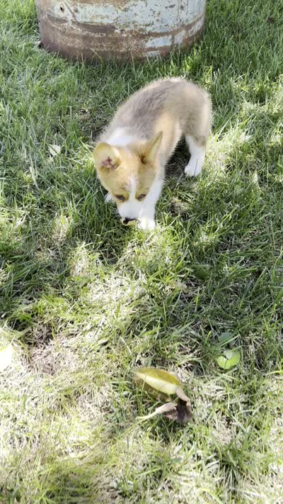 Cinnamon, a female Pembroke Welsh Corgi for sale in Sullivan, IL – 4 of 4