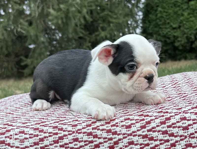 Partrick – Boston Terrier puppy for sale in Sullivan, IL