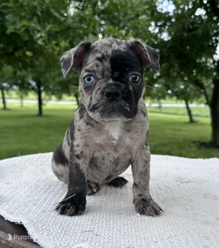 Maple – Frenchton puppy for sale in Sullivan, IL