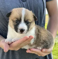 June, a female Pembroke Welsh Corgi for sale in Sullivan, IL – 2 of 2