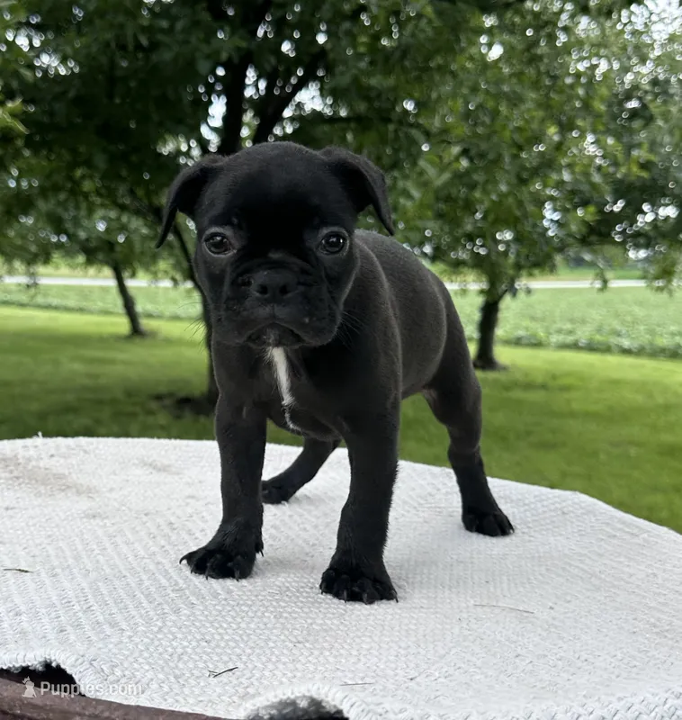 Everest – Frenchton puppy for sale in Sullivan, IL